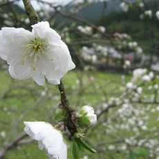 [Kyoto] [일본][교토부]오하라온천 유모토 슌미소사이 오야도 세료