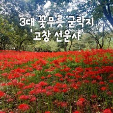 [꽃축제] 서해금빛열차 고군산군도 선유도 고창 선운사 꽃 축제 코레일 기차 여행 국내 온돌방