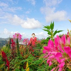 알뜰 쇼핑족 주목중 세부시티투어 리뷰_[세부] 세부 인싸들의 세부 씨티 투어! (도교사원 / 레아신전 / 시라오가든 / 탑스힐)