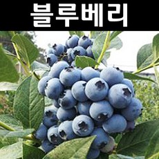 귤나무 결실주 유실수 가림원예조경, 금귤(낑깡) 7치화분 결실주