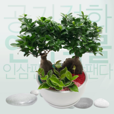 꽃뿐이 인삼팬다 개업 인테리어 중형 소형 화분 리뷰후기