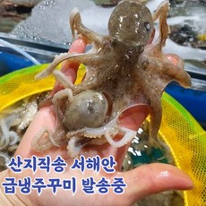 싱싱 신선 서해안 활 쭈꾸미 생물쭈꾸미 활쭈꾸미, 1kg, 1개