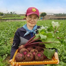 제주 레드비트 제주비트 제주산비트 국산비트 5kg 10kg (옵션 1)5kg 로얄과 1개