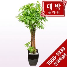대박플라워 파키라 개업화분 집들이선물 인테리어 공기정화식물 관엽식물 꽃배달 리뷰후기