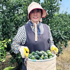 제주 정화네농원 서귀포 효돈 청귤 풋귤 당일수확 산지직송, 1박스, 004.제주 청귤 혼합과(랜덤) 5kg