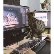 홈오피스 투명 아크릴 키보드 커버 고양이 애완동물 방해 금지 테이블 정리 선반 보호 자판 패드, 1개, 45 X 17 X 10cm, 두께 0.5cm