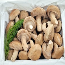 착한송이송향버섯 (송화버섯 송고버섯) 오전11시전주문시 내일도착(주말 및 공휴일 제외), 1박스, 1kg알뜰형