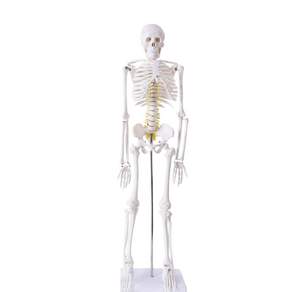 Partybok 人體骨骼模型 85cm, 1個