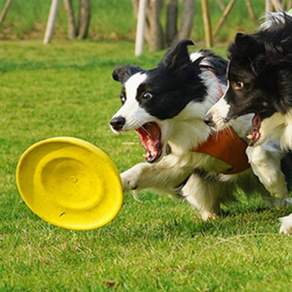 DING DONG PET 大型犬用圓形飛盤 21cm, 黃色, 1份