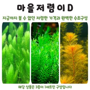 <수초마을> 완벽한 가성비수초구성 D저렴이구성(13줄기) 초보수초 후경수초 구피 새우 은신처, 1개” loading=”lazy” style=”width: object-fit; max-width: 100%; max-height: 300px; display: block; margin: 0 auto;”></div><div style=