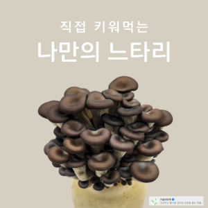 버섯키우기 키트 느타리버섯 (2개) 1+1 9 900 키움의미학, 2개, 갯수선택