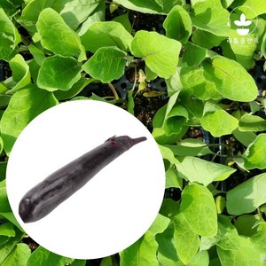 리틀플랜트 천하대장가지 모종, 3개