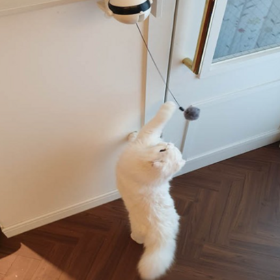 당감샵 움직이는 고양이 장난감 오토 캣칭볼 리뷰후기