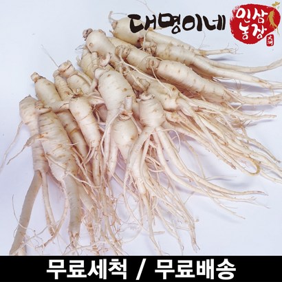 금산인삼 오쿠용 1회분 세척 인삼 수삼 난발 원삼