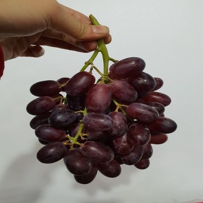 가람상점 씨없는 포도 크림슨적포도 애플청포도 블랙사파이어