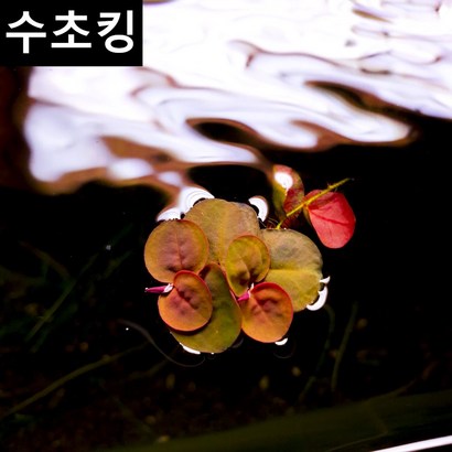 수초킹 키우기 쉬운 초보수초 필란터스 플루이탄스