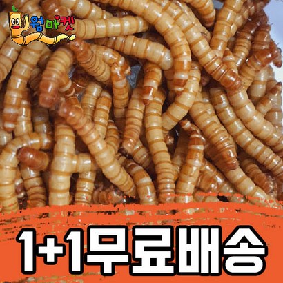 살아있는 밀웜 고슴도치 햄스터 식용 사료 1000마리 부터