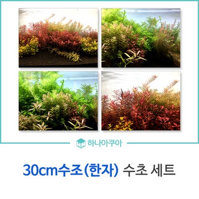 수조 수초세트