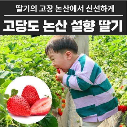 최상품딸기 잘 익은 생 딸기 논산딸기 30구 리뷰후기