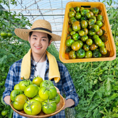 먹사부 정품 부산 대저토마토 짭짤이 농장직송 소과 중과 대과 2 못난이 로얄 특품 짭짜리