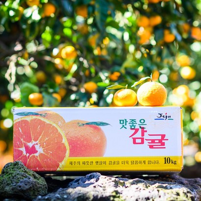 제주땡큐베리팜 제철 햇 노지 감귤 4 -대과 1BOX