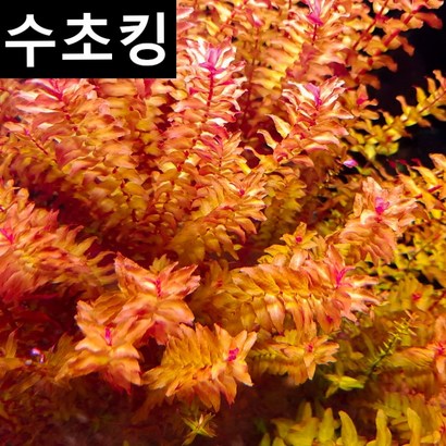 수초킹 키우기 쉬운 붉은수초 로타라 마크란도라 스몰리프 4촉 리뷰후기