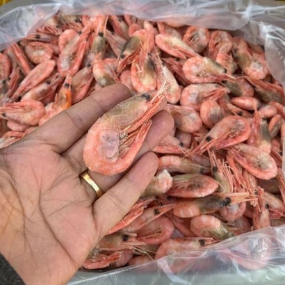 얼음새우 빙샤 빙하 붉은새우 핑크새우 캐나다