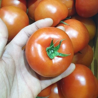 가람상점 못난이 쥬스용 덜익은 완숙 토마토 찰토마토 리뷰후기