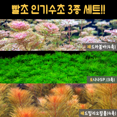 빨초 인기유경수초 3종