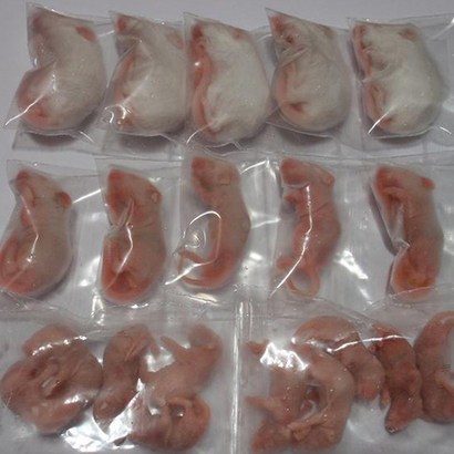 밀림펫냉동퍼지[스네이크외 파충류 양서류 영양식으로 최곱니다!!!
