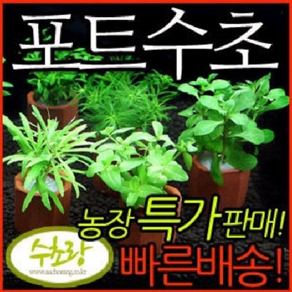 수초랑 포트수초