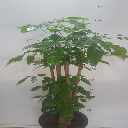 온누리농원 녹보수 대박나무 공기정화식물 리뷰후기