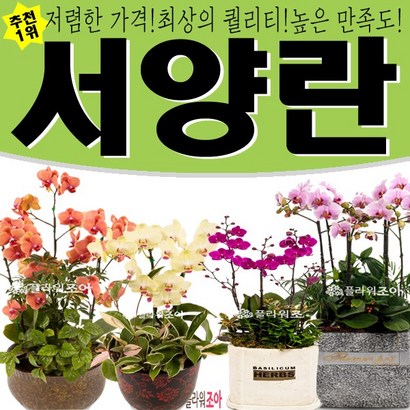 플라워조아 특별 서양란 접란고 품질 개업선물 영전 승진 취임 리뷰후기
