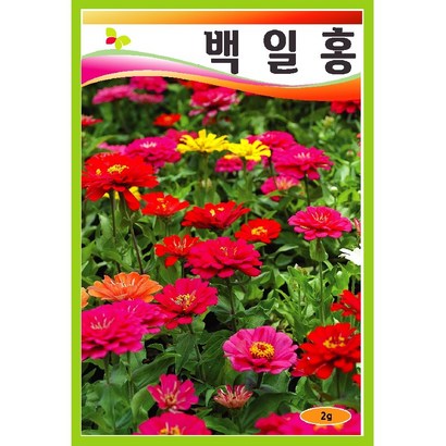 씨앗 백일홍 일반종 혼합