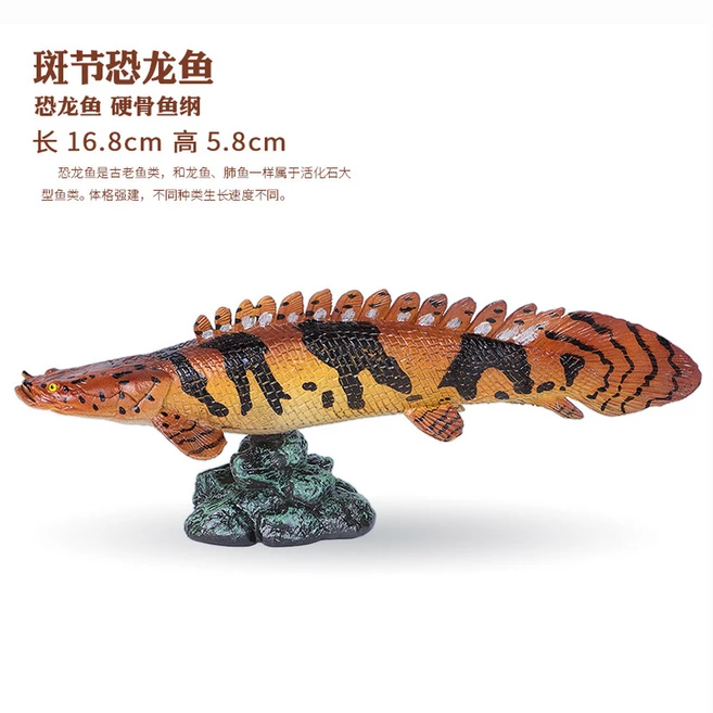 피라루크 인형 민물 물고기 개업 괴물 50cm arapaima 피라루쿠 유니크한 민물고기, 알락공룡어, 1개