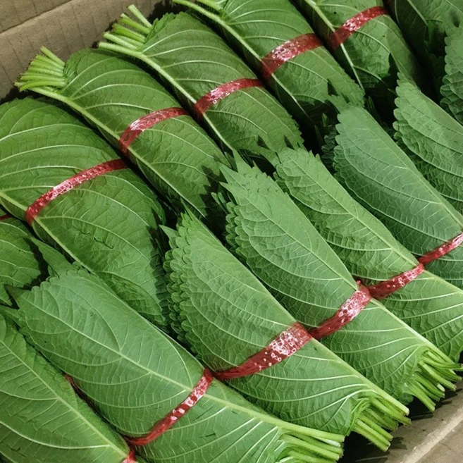 클릭마켓 국내산 깻잎 특품 5묶음 10묶음 20묶음 30묶음 40묶음 50묶음, 5개