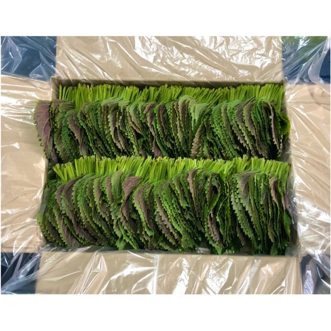 (GAP인증)500G 1KG 직접재배 당일수확 밀양깻잎, 1박스