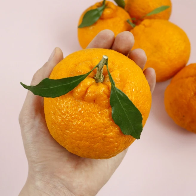 못난이 노지 한라봉 | 실속 구매 가성비 제철과일, 1박스, 못난이 노지 한라봉 3kg