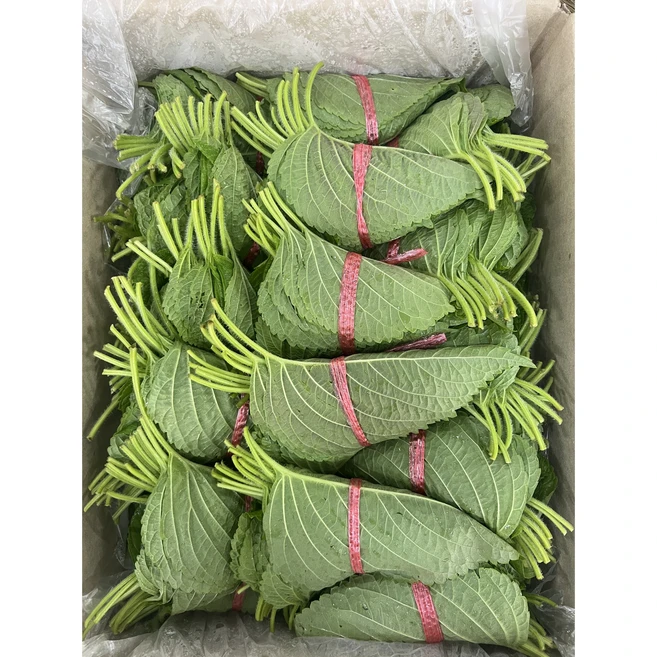 깻잎 깨잎 밀양깻잎 10개입 50개입(1박스), 1박스