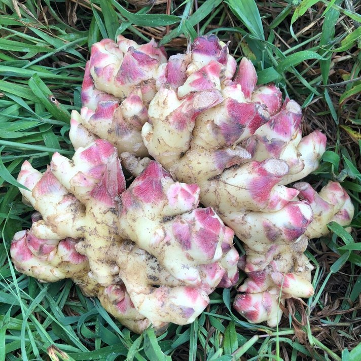 21년 국내산 햇 흙생강 생강, 1kg