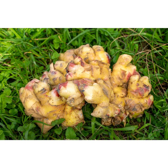 푸드팜 2021년 햇생강 특품 1kg 10kg 1박스, 생강 10kg x 1box