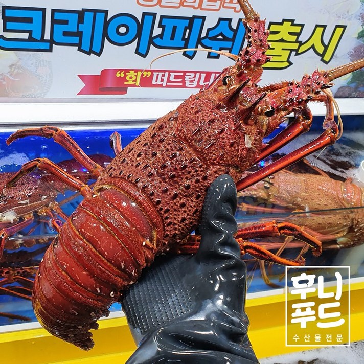 크레이피쉬 급냉 한마리 1.0k 내외 크레이피시 정글에법칙 먹방