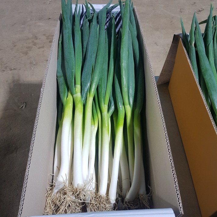 국내산 대파 깐대파 손질대파 10kg
