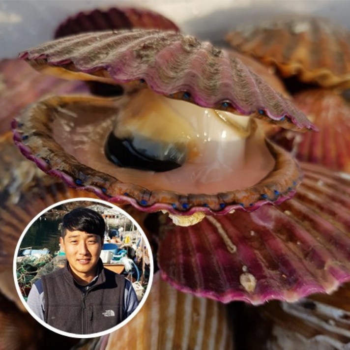 하고잽이수산 브러쉬세척 깔끔한 통영 홍가리비1kg, 1개, 가리비1kg