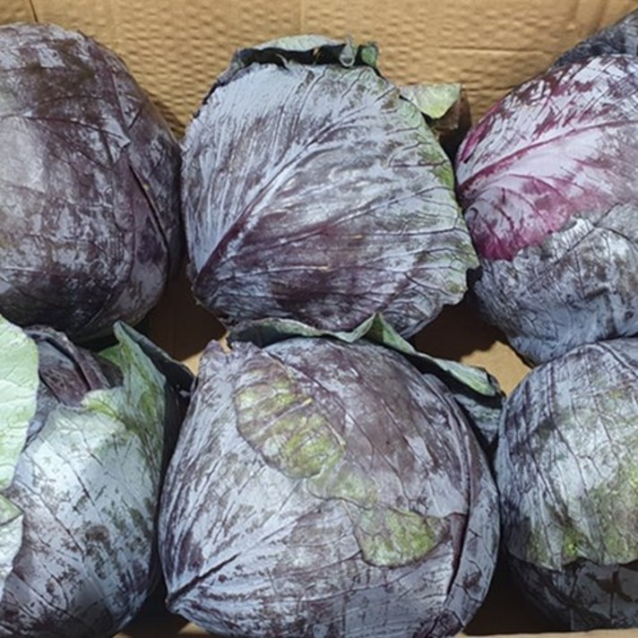 (8kg/Box) 수입 적채 적양배추 식자재 빨간양배추, 적양배추 8kg