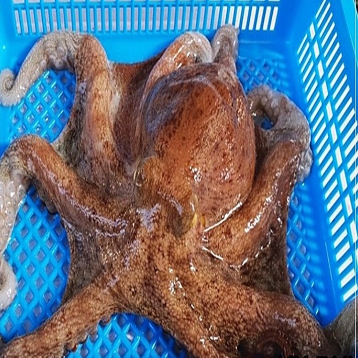 고흥 돌문어 1kg(1-3마리)