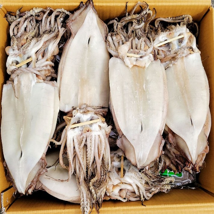 신통씨푸드 국내가공 두툼한 등불 반건조오징어 (특대) 10마리 1.4kg 내외+와사마요소스 증정