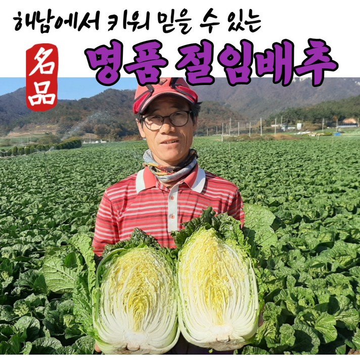 (GAP 인증 최상품) 남해 땅끝 해남 무농약 친환경 김장 절임배추 국내 국내산 절임 절인 저린 저림 배추 20kg 20키로
