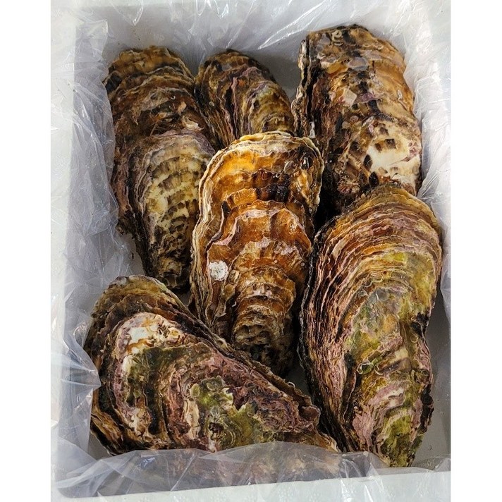 여수석화 명품 석화! 프리미엄 삼배체굴! 당일조업발송, 삼배체굴 2kg(10-12미), 1개