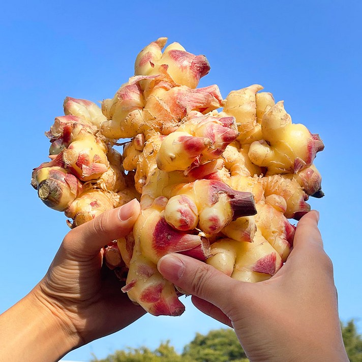 2021년 국내산 봉화 영주 햇생강 흙생강 최상품, 1kg